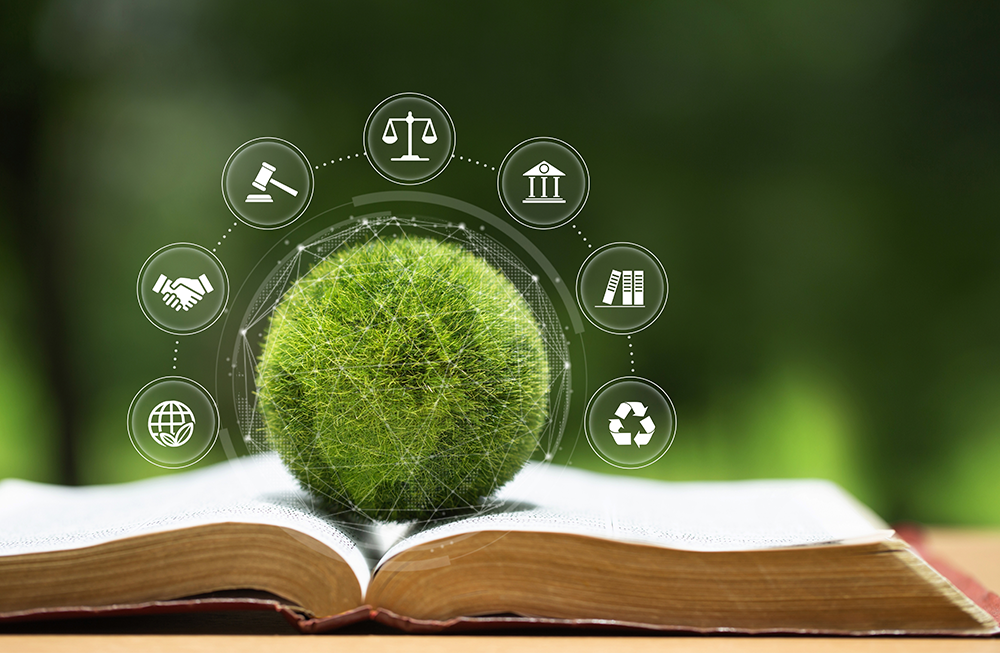 What are curriculum principles?