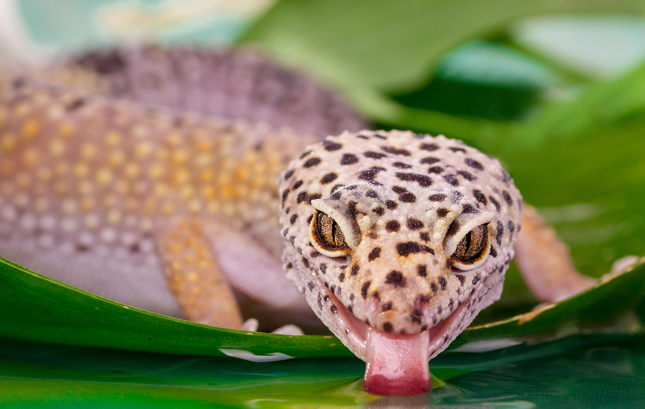 Animal Nutrition and the Skeletal System