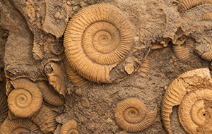 Ammonite