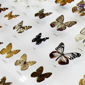 Grouping and Classifying