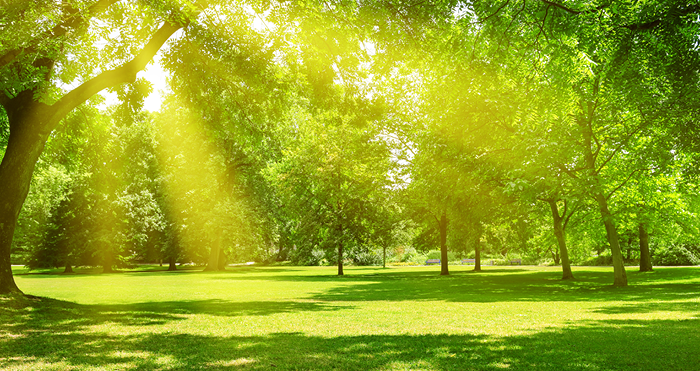 Sunshine and Sunflowers