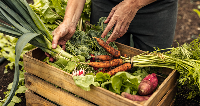 Fresh Food, Good Food