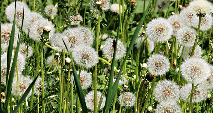 Plant Nutrition and Reproduction