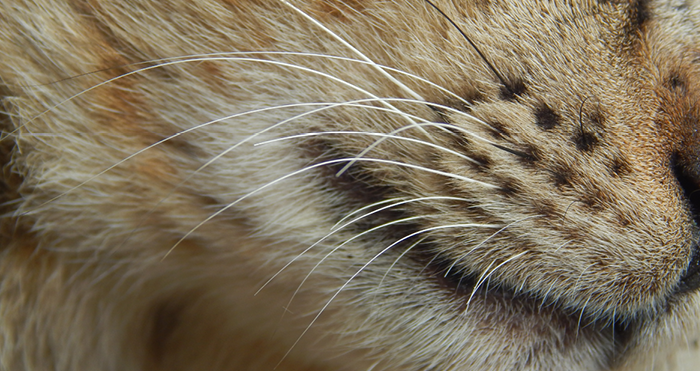 Paws, Claws and Whiskers