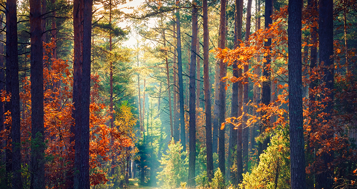 The Enchanted Woodland