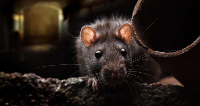 Peasants, Princes and Pestilence