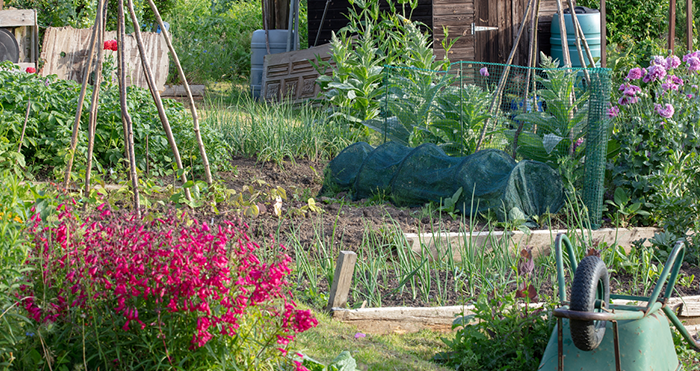 Allotment