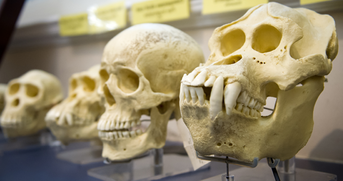 Evolution and Inheritance