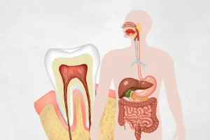 Digestive system (KS2)