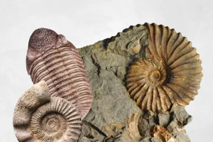 Evolution and inheritance (Y6)