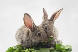 Animals, including humans (KS1 – KS2)