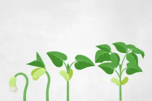 Plants (KS1 – KS2)